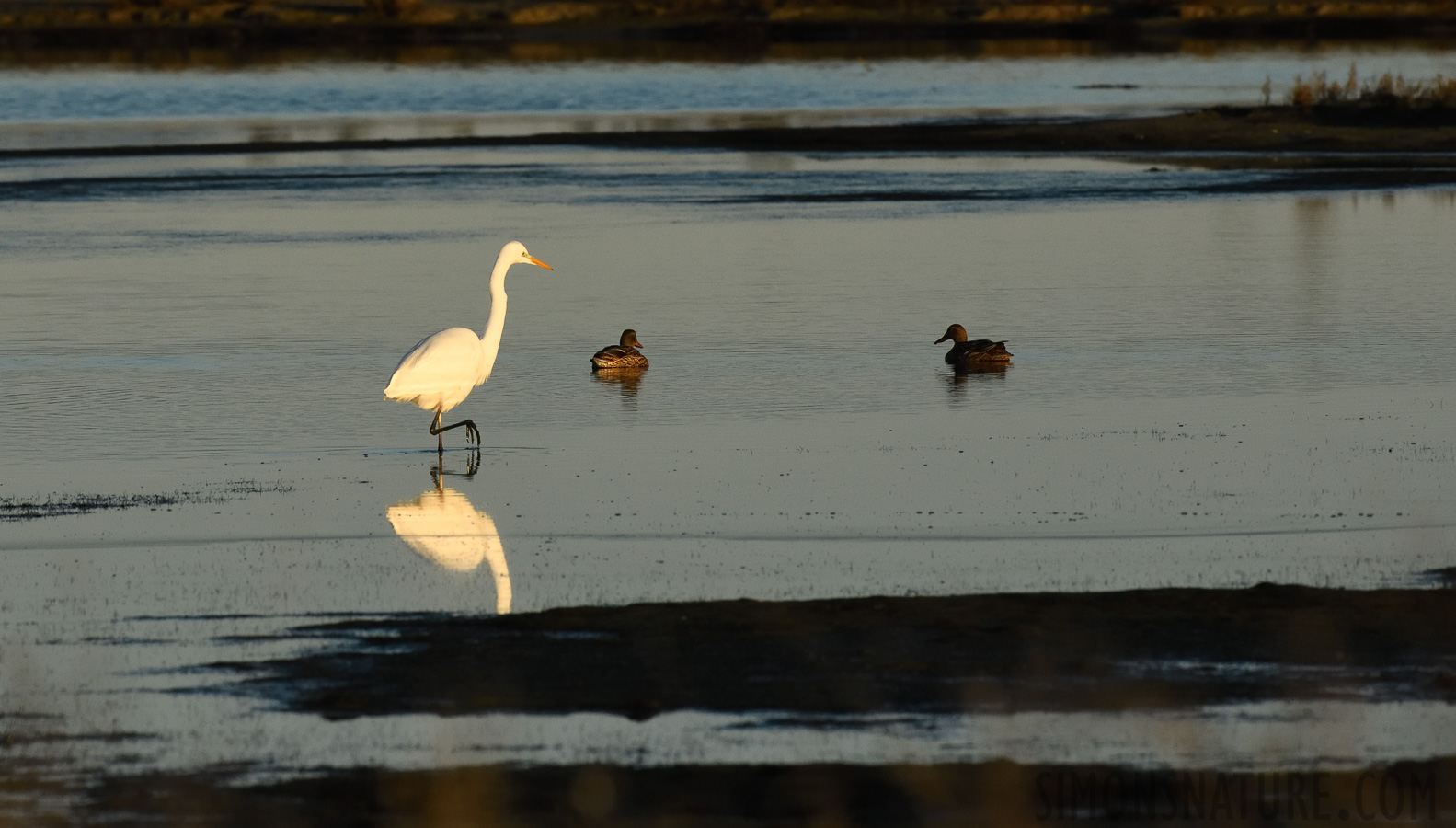 Ardea alba alba [400 mm, 1/2500 sec at f / 10, ISO 1600]